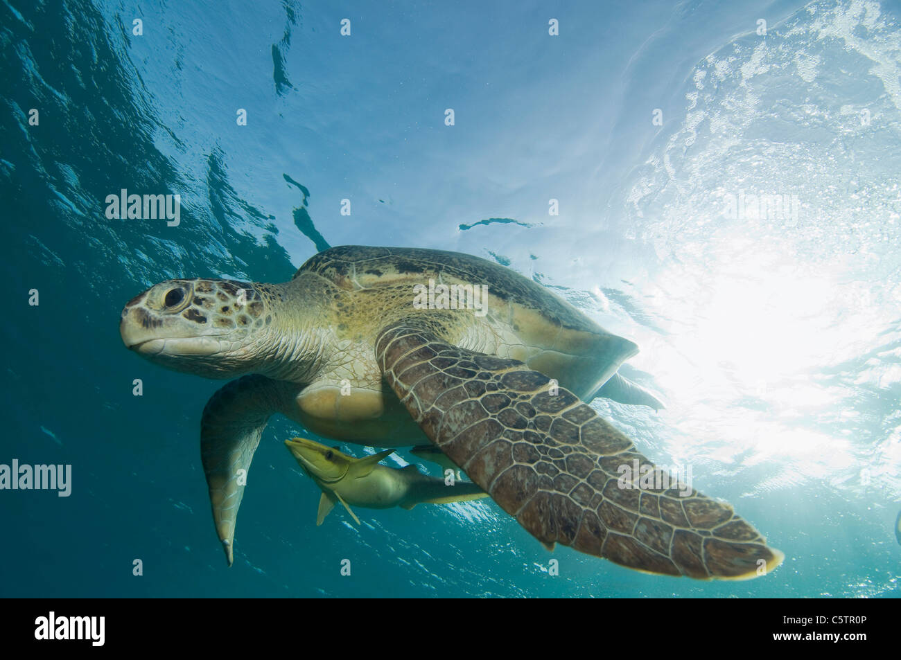 Egypt, Red Sea, Green sea turtle (Chelonia mydas) and pilot fish (Naucrates ductor) Stock Photo