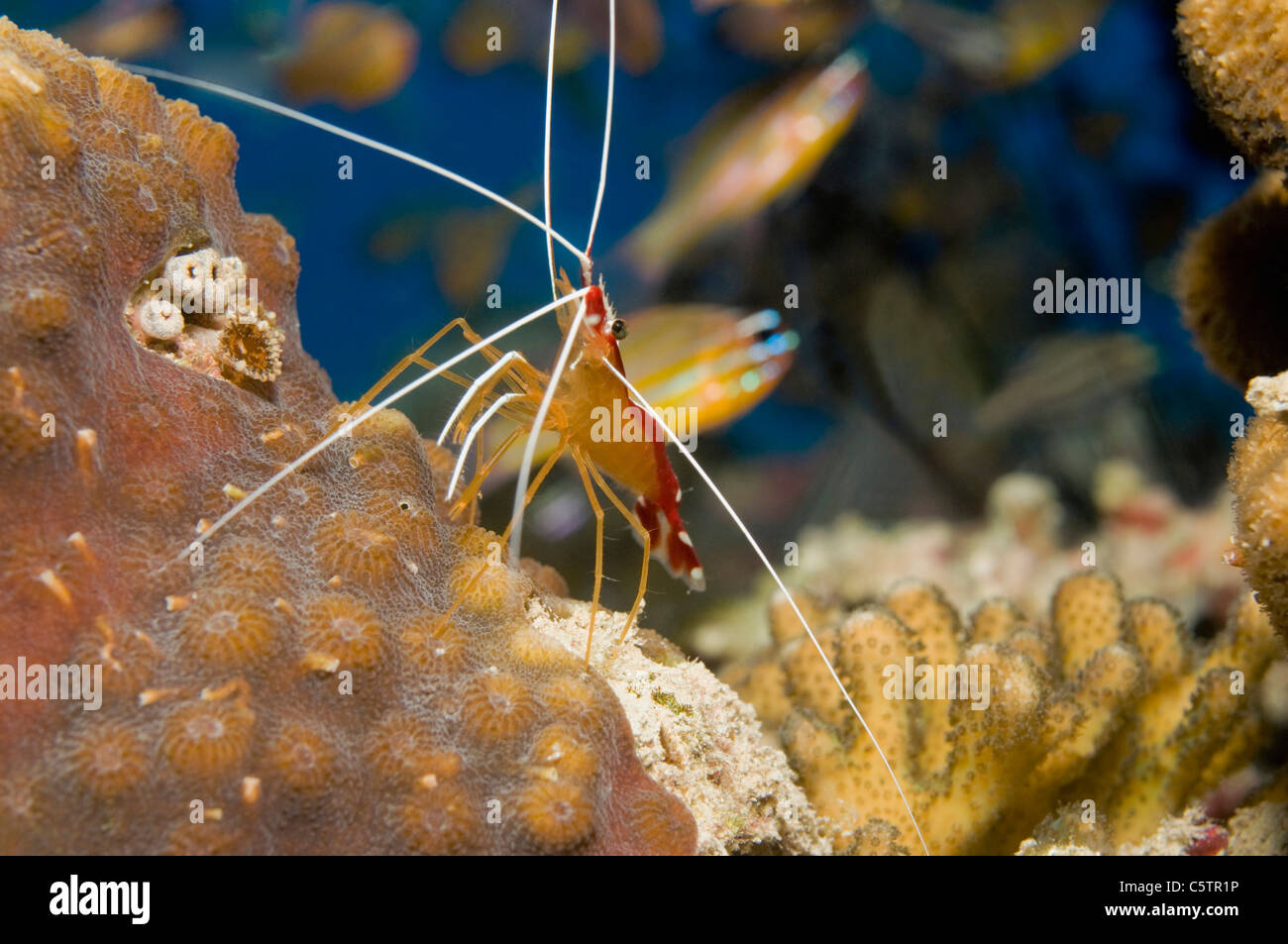 Egypt, Red Sea, Cleaner shrimp (Lysmata amboinesis), close-up Stock Photo
