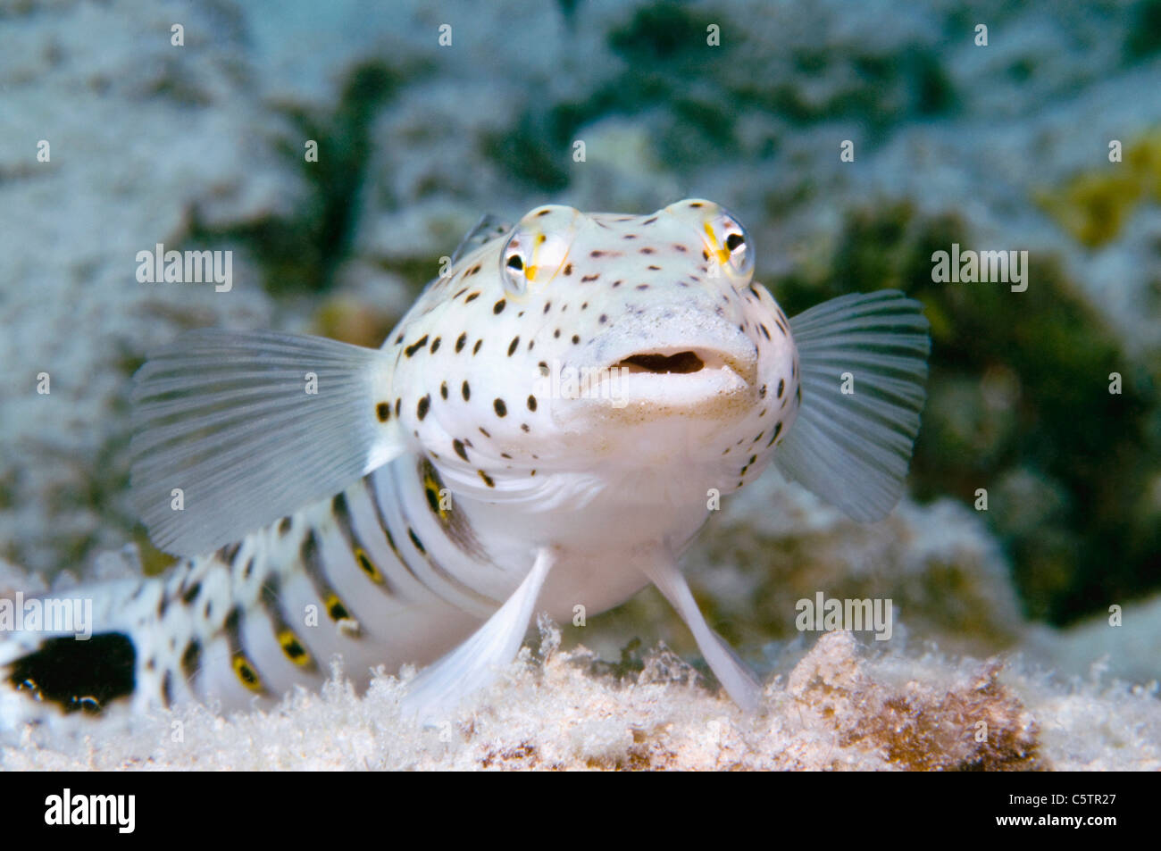 Egypt, Red Sea, Speckled sandperch (Parapercis hexophthalma), close-up Stock Photo