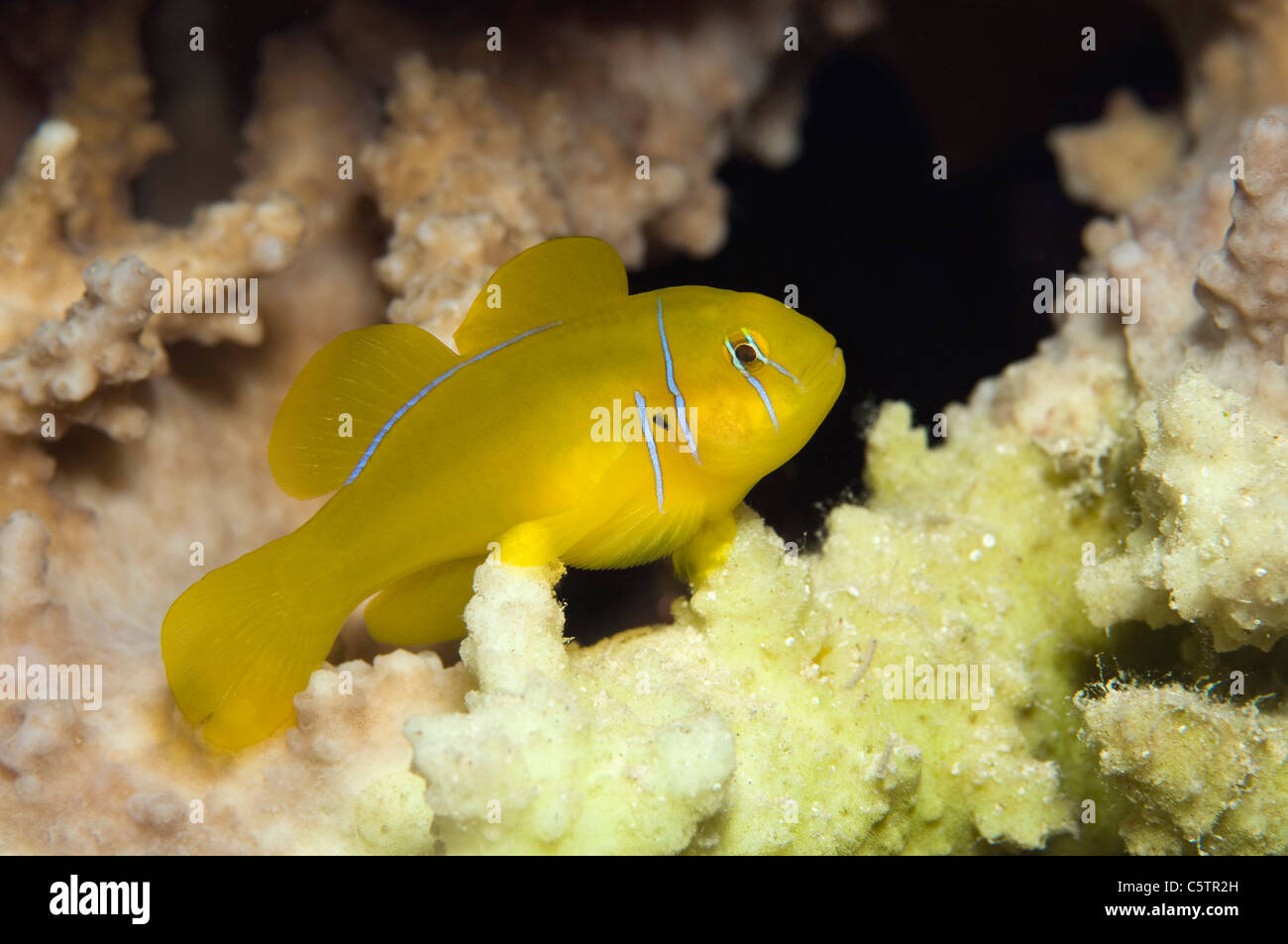 Egypt, Red Sea, Lemon coral goby (Gobiodon citrinus) Stock Photo