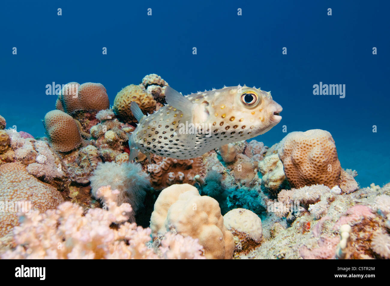 Egypt, Red Sea, Yellowspotted burrfish (Cyclichthys spilostylus) Stock Photo