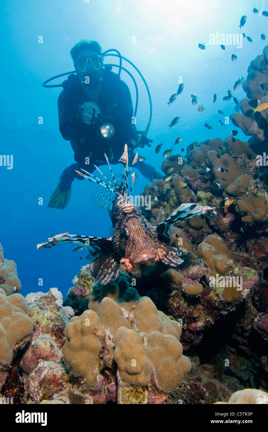 Egypt, Red Sea, Scuba diver and Common lionfish (Pterois volitans) Stock Photo