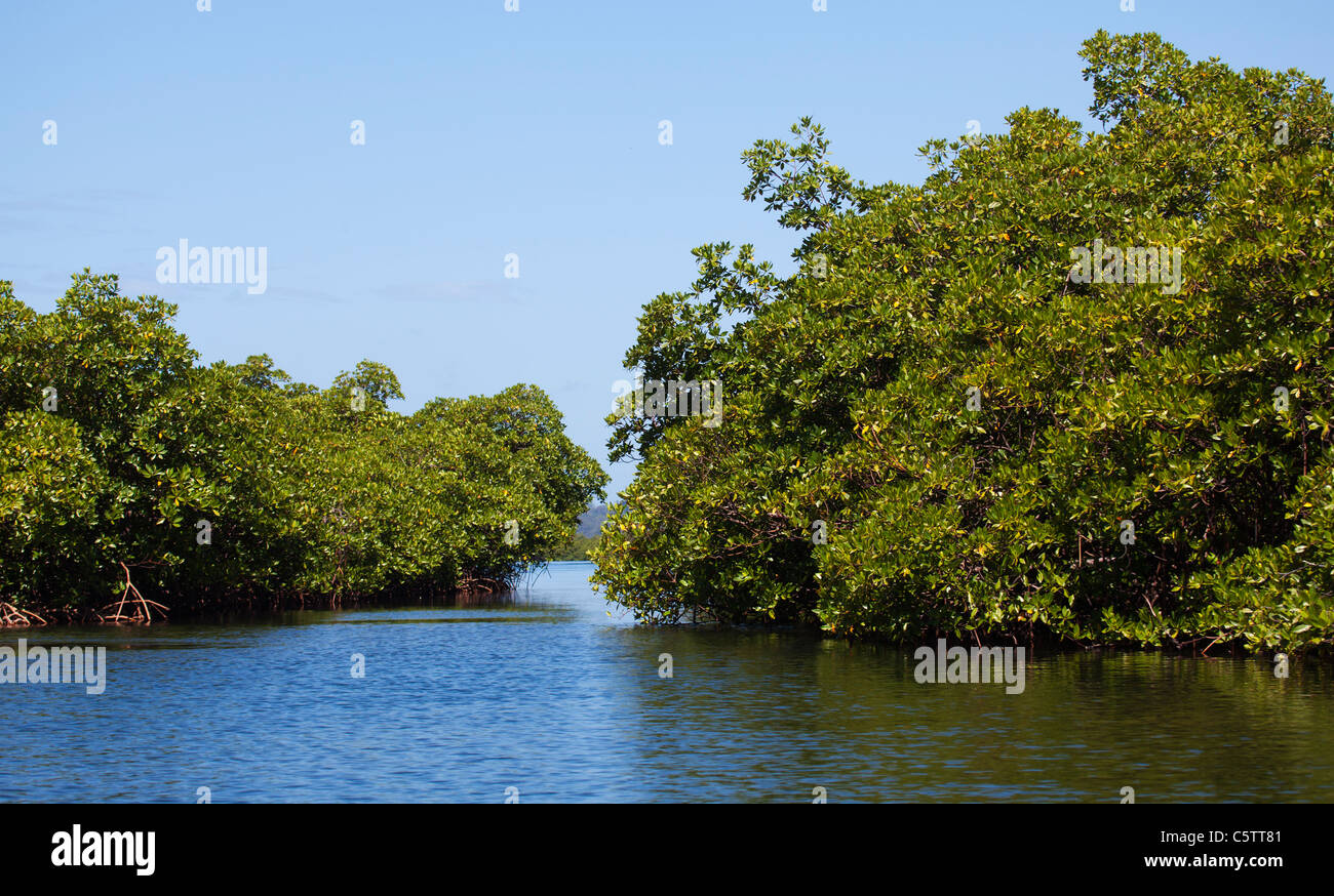 Mangrove Bocas del Toro Panama Stock Photo