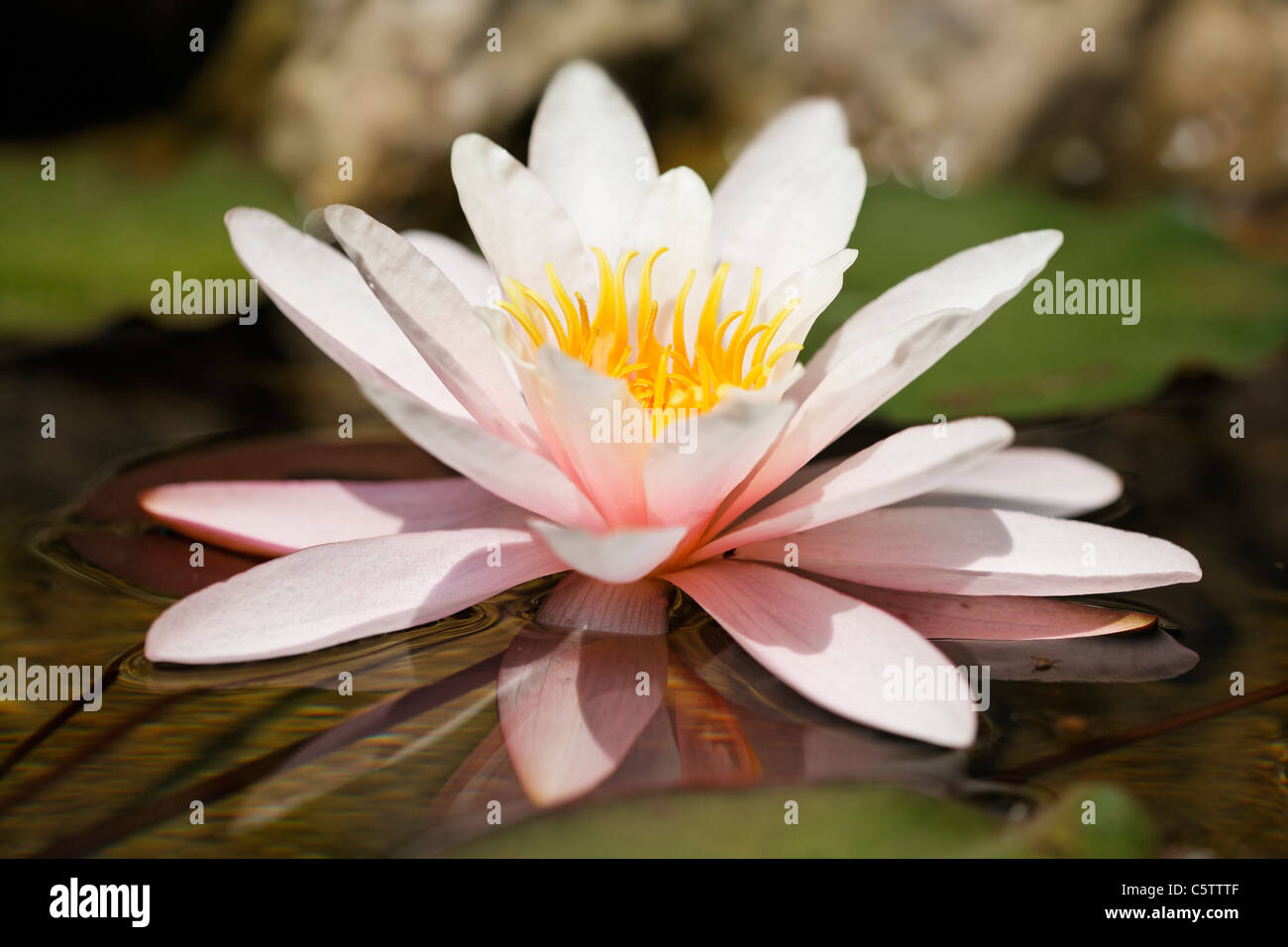 Close up of water lily Stock Photo - Alamy