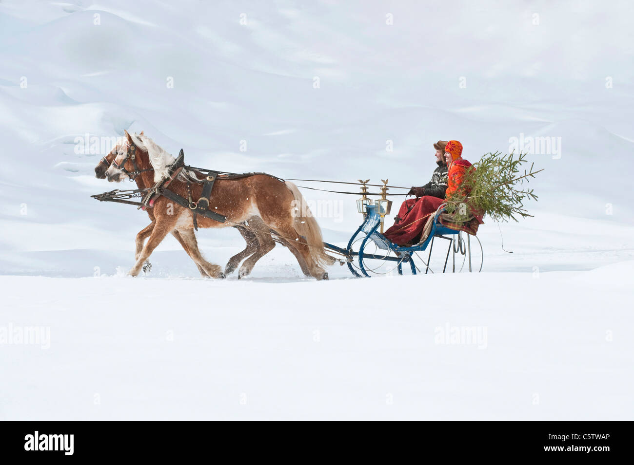 Austria, Salzburger Land, Couple  transporting Christmas tree on sleigh, smiling, side view Stock Photo