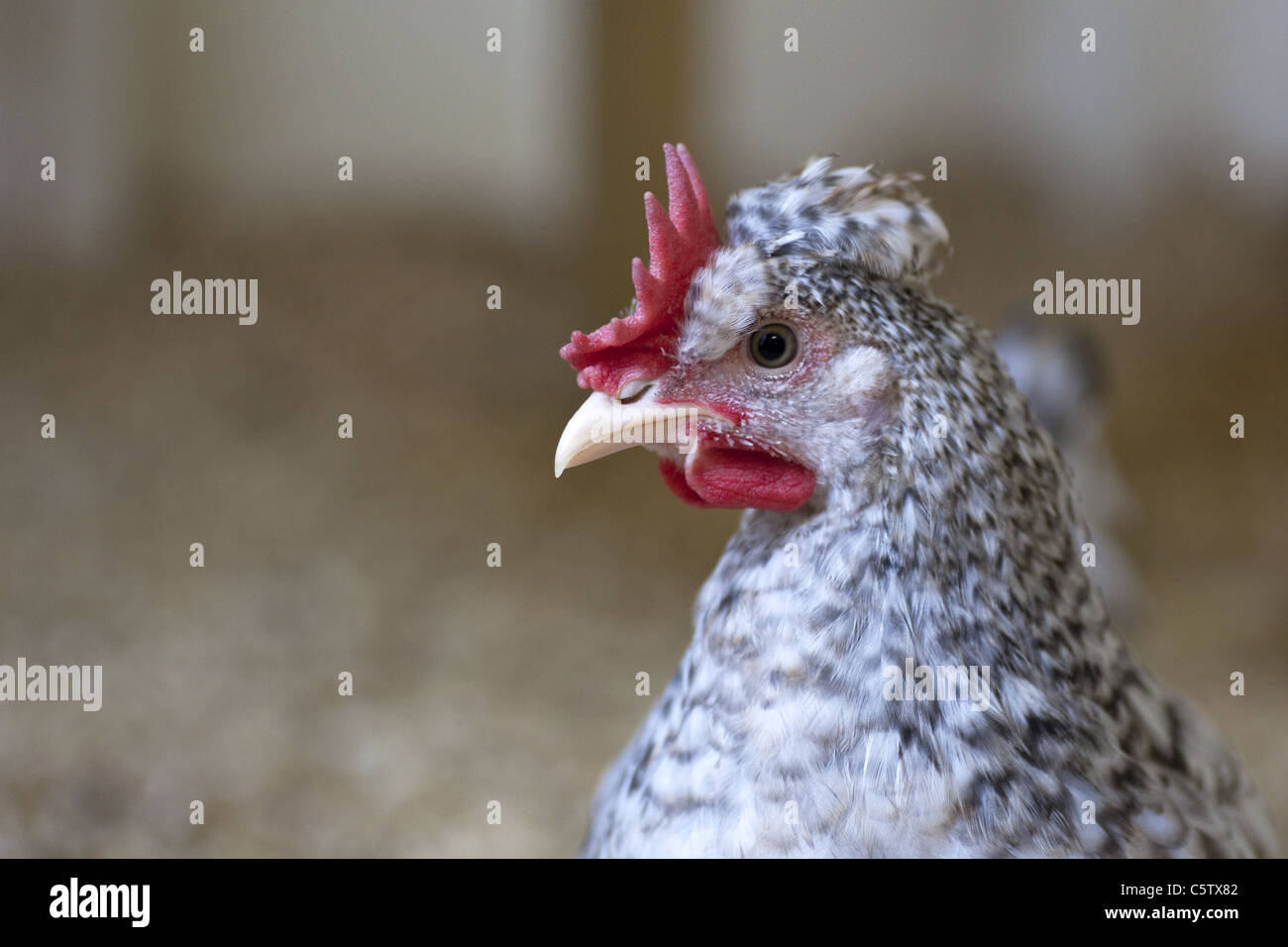 Head shot of Cream legbar Cockerel Stock Photo - Alamy