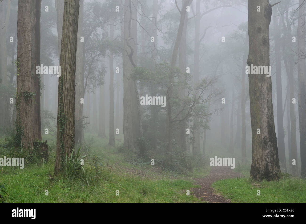 Australia, Victoria, Dandenong Ranges, Dandenong Ranges National Park