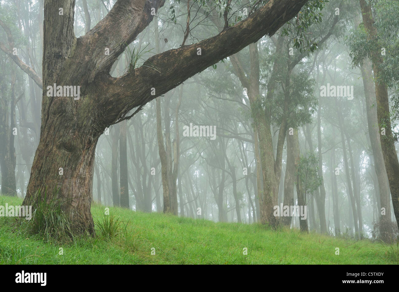 Australia, Victoria, Dandenong Ranges, Dandenong Ranges National Park