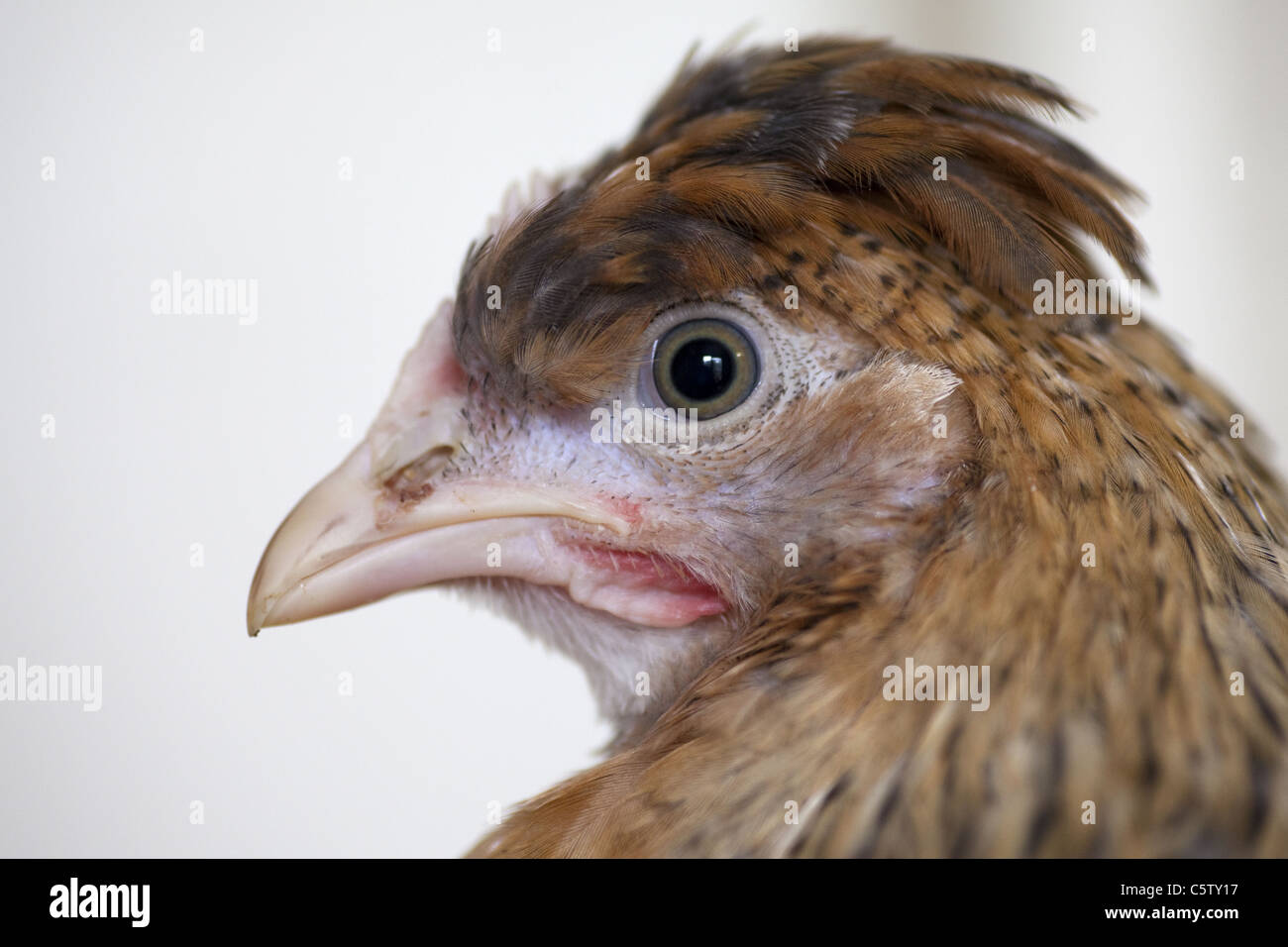 Head shot of Cream legbar Hen Stock Photo