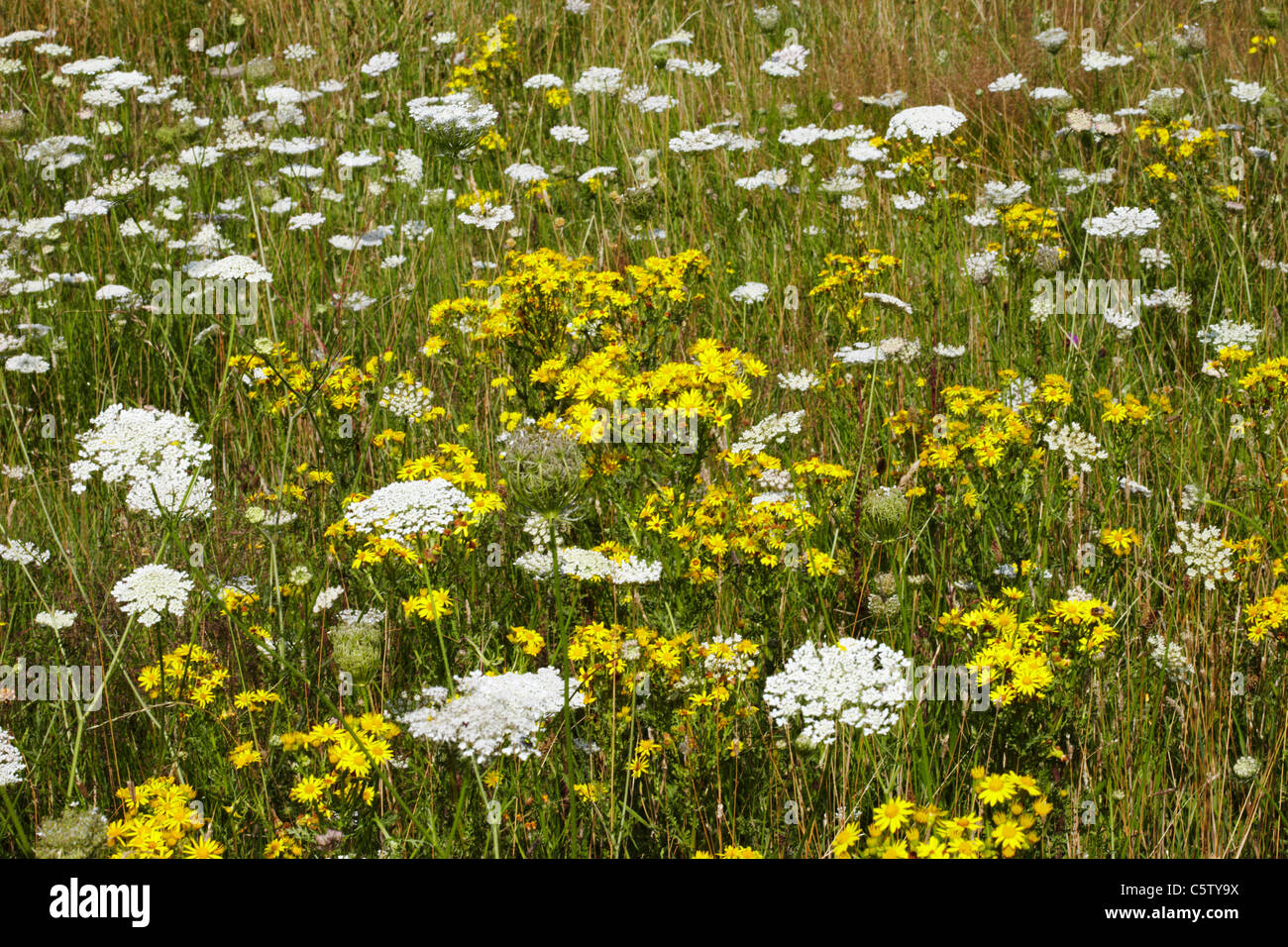 Wild flowers on Hurst Meadows, West Molesey, Surrey, England Stock