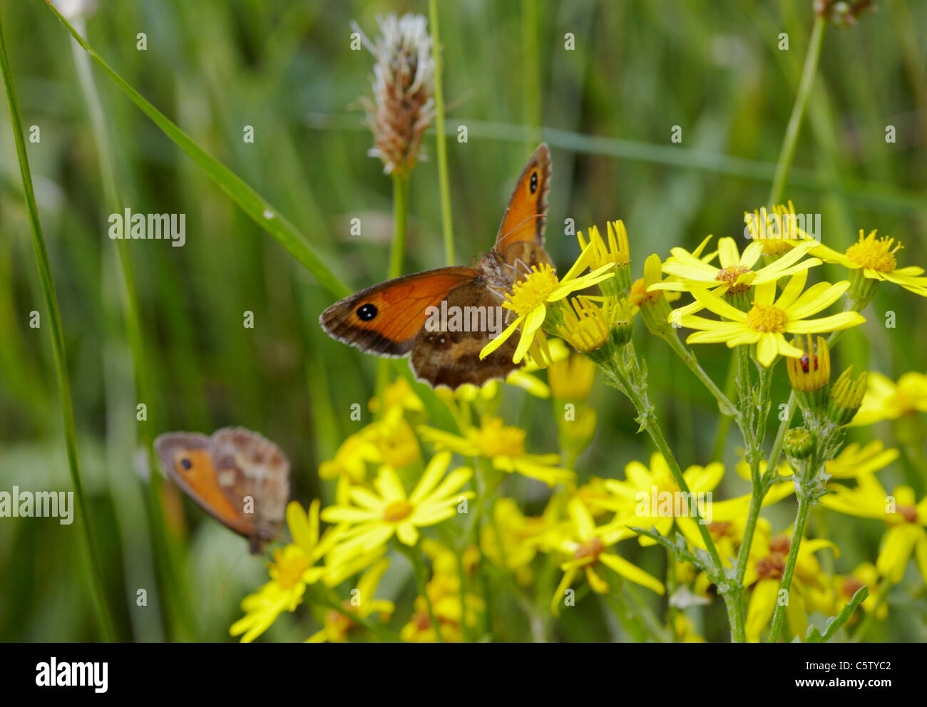 Gatekeeper butterflies on Ragwort. Hurst Meadows, West Molesey, Surrey, England. Stock Photo