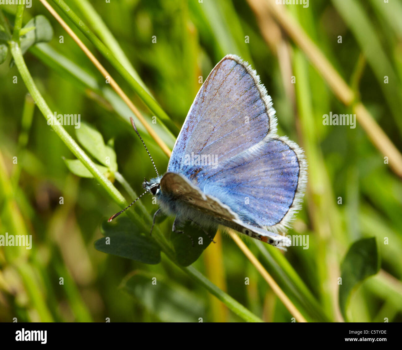 Common Blue butterfly. Hurst Meadows, West Molesey, Surrey, England. Stock Photo