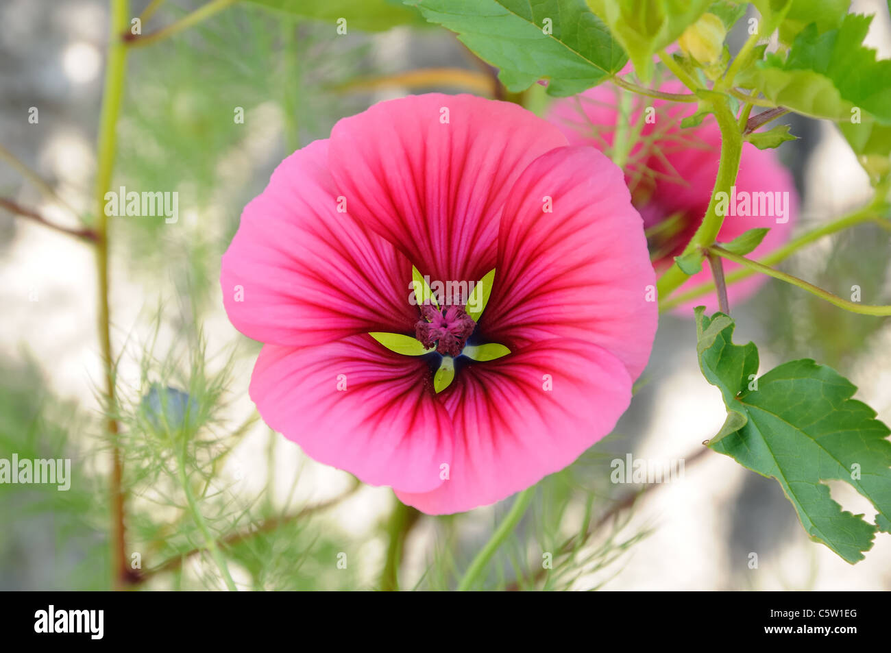 Pink and lime green annual flower (Malope trifida) Stock Photo
