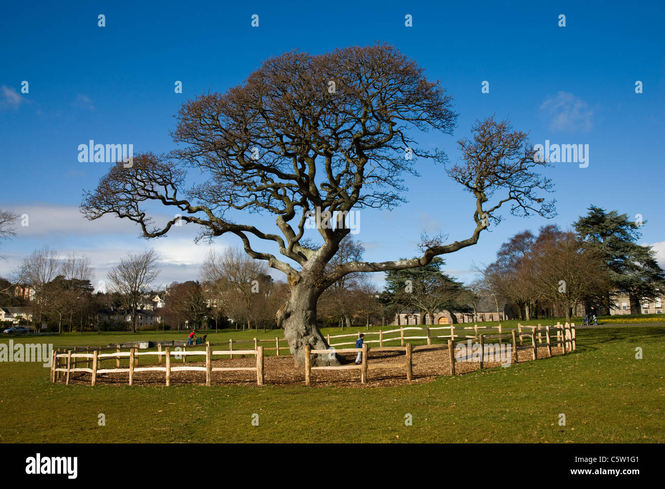 Ring fenced winter tree in Torquay park Stock Photo