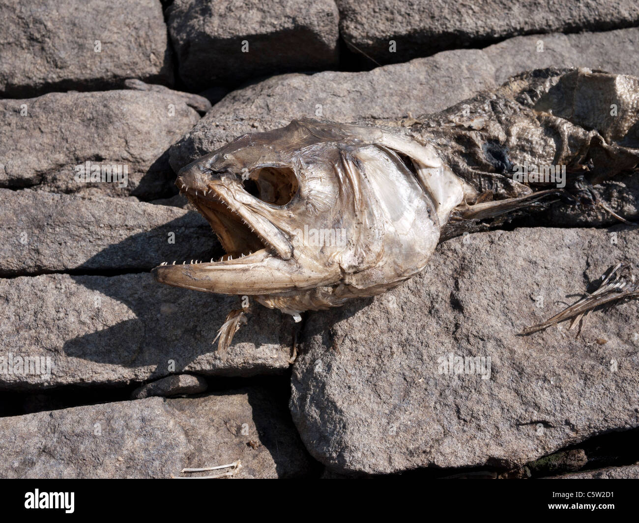 Rainbow Trout Fish Bones