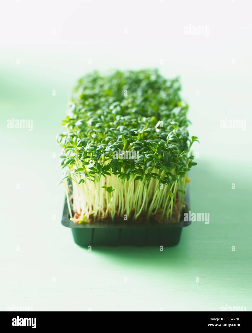 Cress sprouts Stock Photo