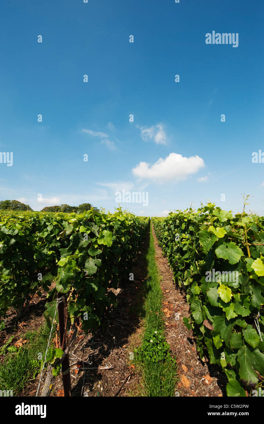 Vines montagne de reims hi-res stock photography and images - Alamy
