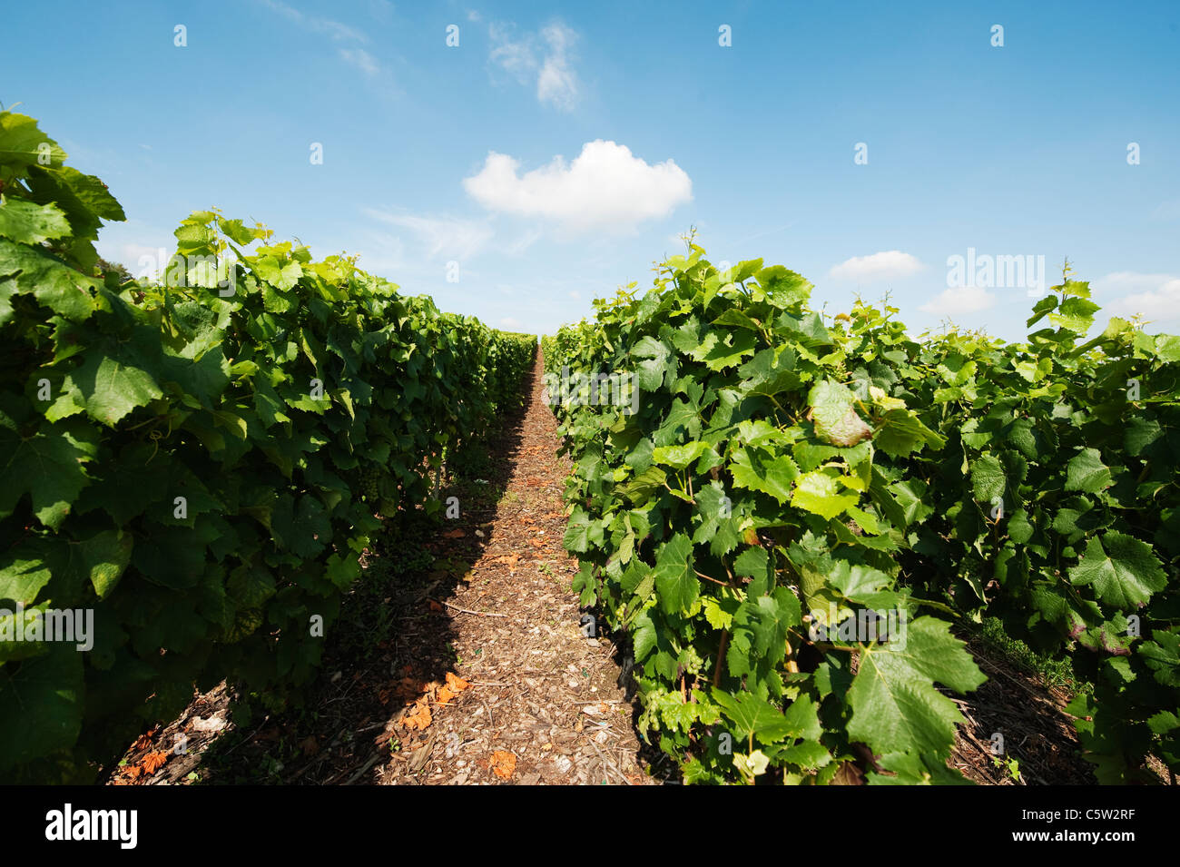 Vines montagne de reims hi-res stock photography and images - Alamy
