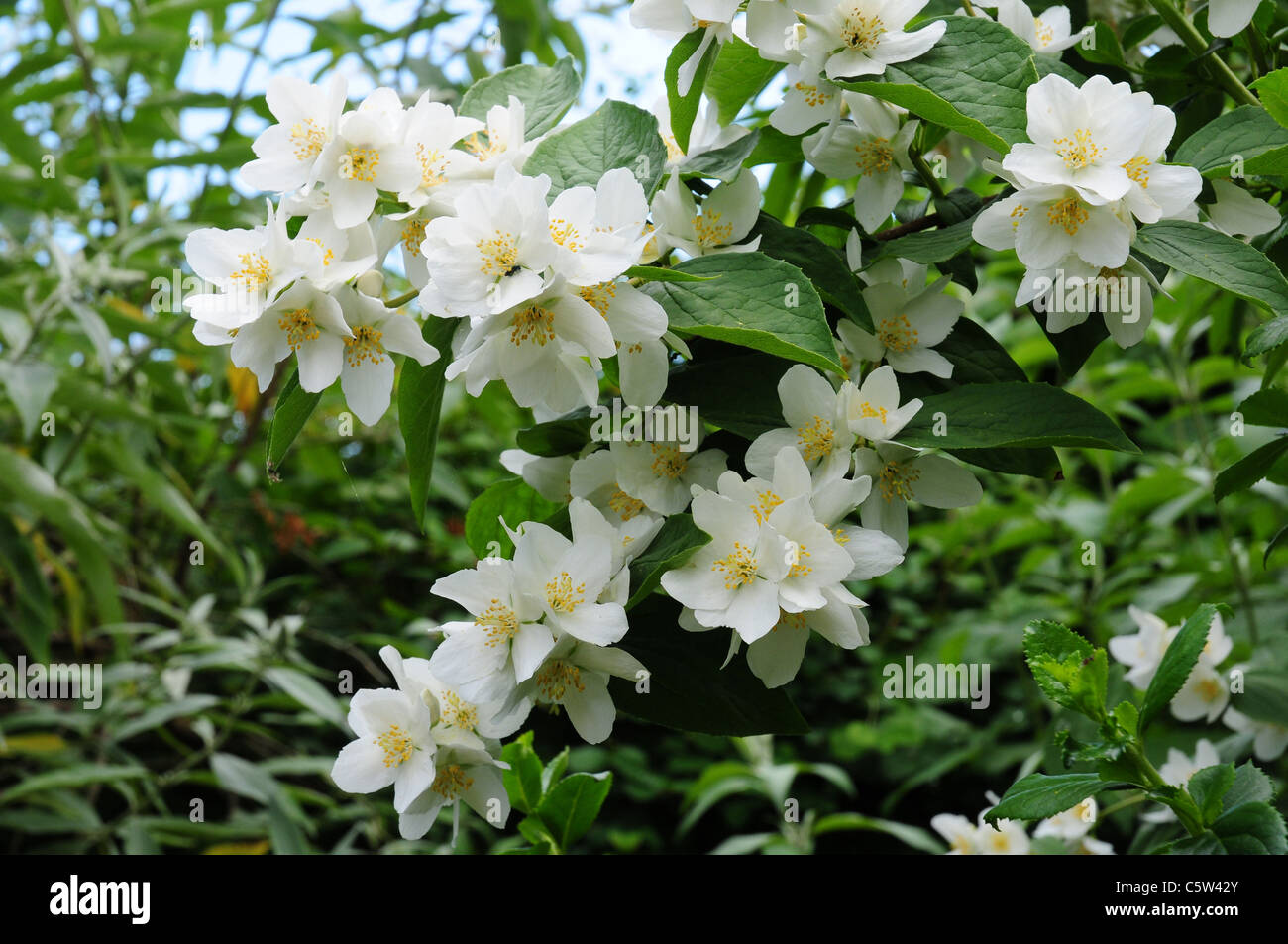 Mock Orange  Philadelphus coronarius Stock Photo