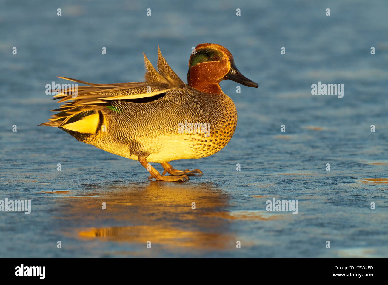 An adult male teal standing on an ice covered pool in winter Stock Photo