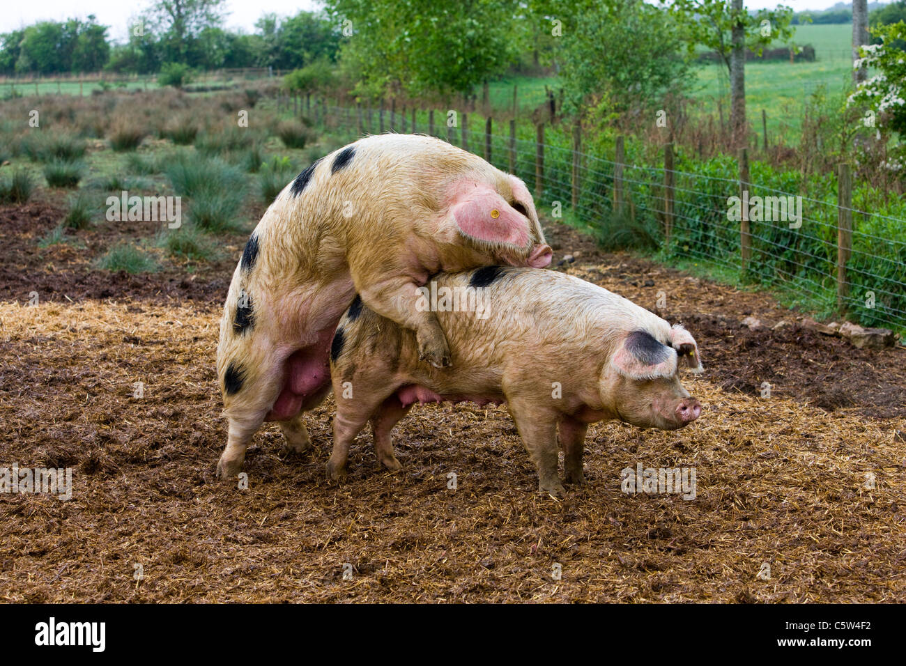 Pigs mating in the farmyard Stock Photo - Alamy Pigs mating in the farmyard Stock Photo - Alamy
