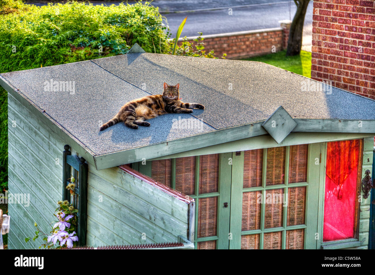 HDR image of a tabby cat on a summer house, shed roof lazing in the sun looking at the camera, eye contact Stock Photo