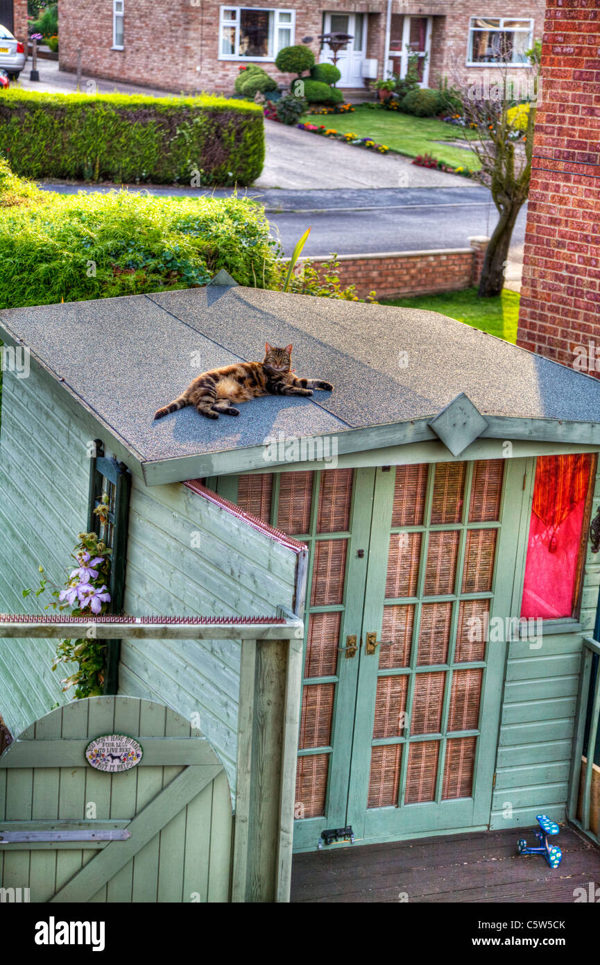 HDR image of a tabby cat on a summer house, shed roof lazing in the sun looking at the camera, eye contact Stock Photo