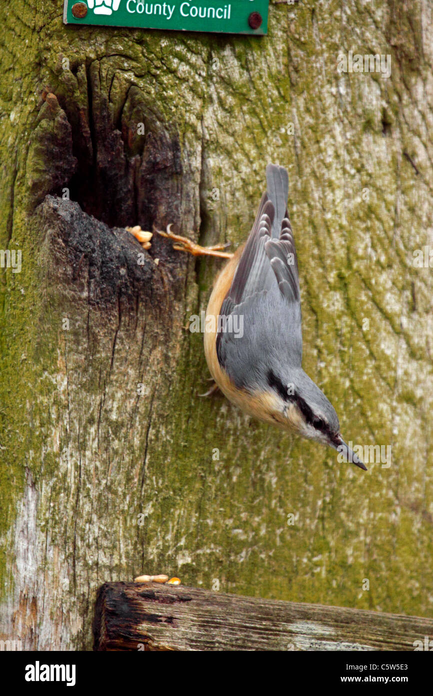 Eurasian Nuthatch hunting for food Stock Photo