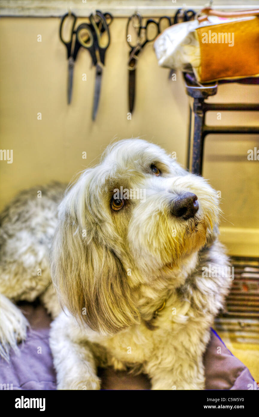 HDR image of a male bearded collie pet dog looking curious and inquisitive waiting for instruction Stock Photo