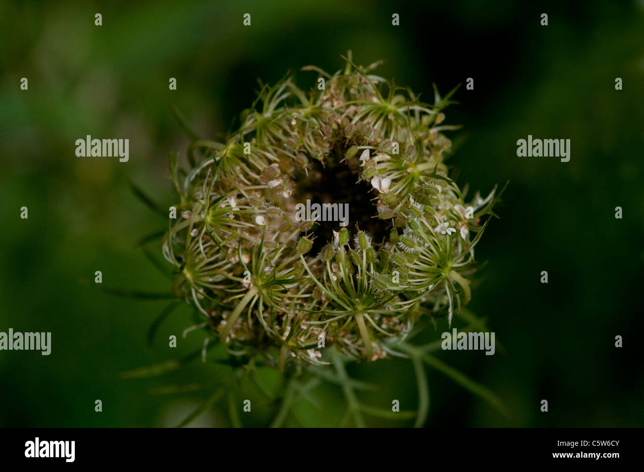 Queen Anne's lace almost ready to bloom. Stock Photo