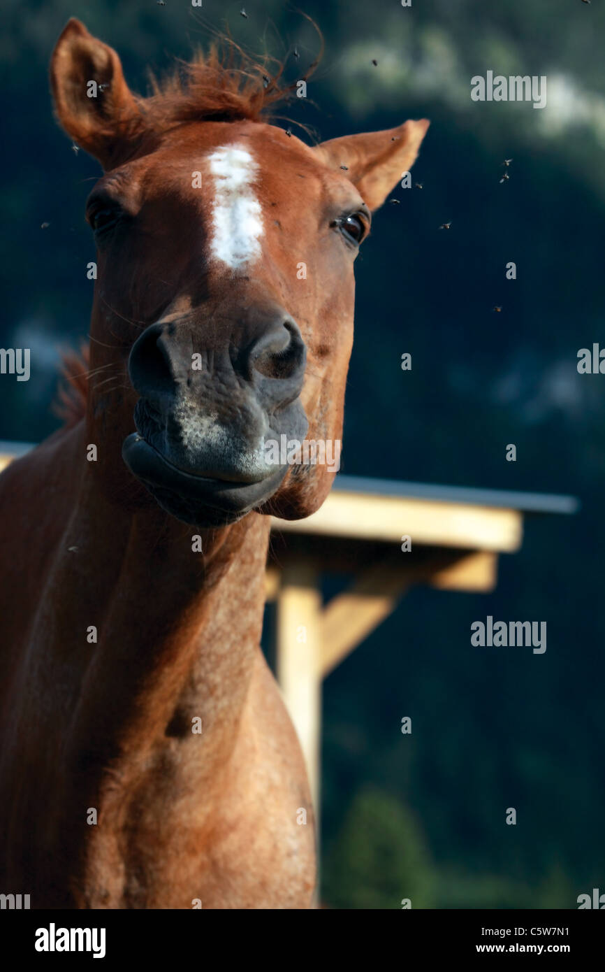 horse shaking his head trying to get rid of the flies Stock Photo Alamy