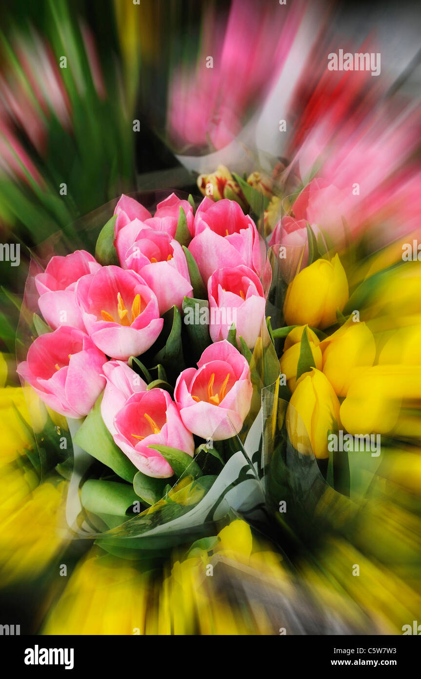 Bunch of tulips (tulipa), close up Stock Photo - Alamy