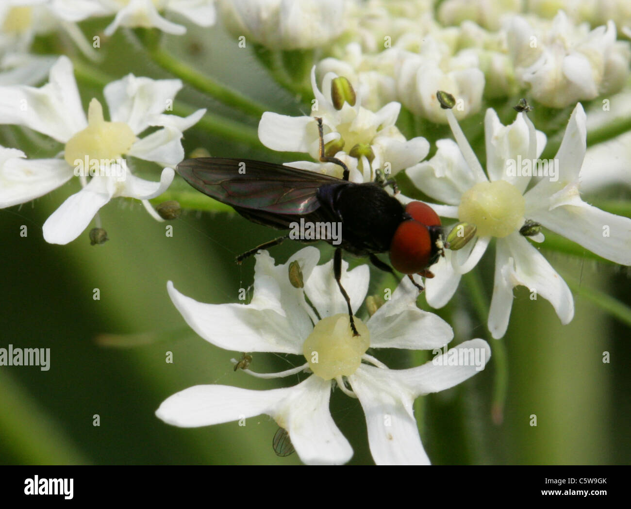 Hoverfly, Chrysogaster solstitialis, Syrphidae, Diptera. Male. Stock Photo