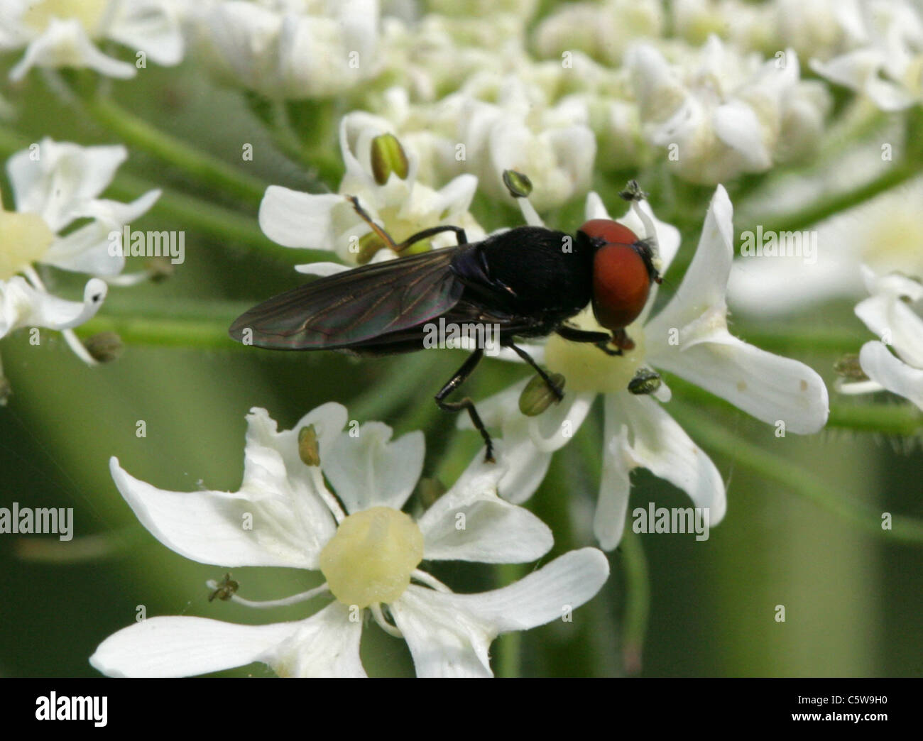 Hoverfly, Chrysogaster solstitialis, Syrphidae, Diptera. Male. Stock Photo