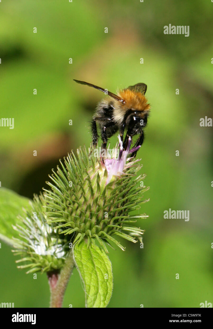 Tree Bumble-bee, Bombus hypnorum, Apidae, Hymenoptera. Worker. Stock Photo