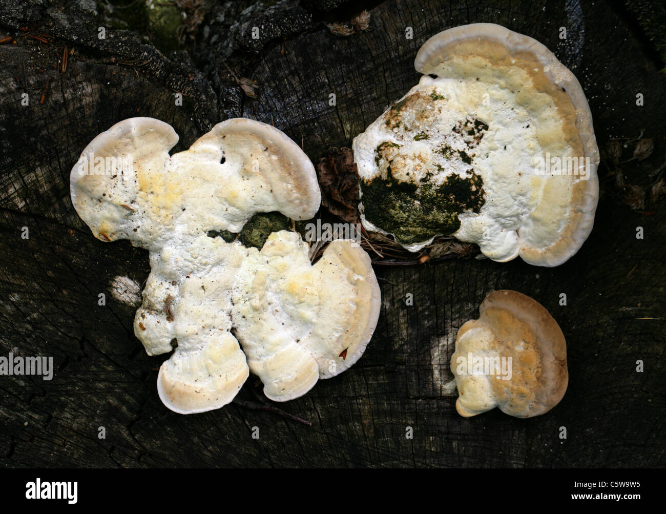 Lumpy Bracket Fungus, Trametes gibbosa, Polyporaceae. aka Pseudotrametes gibbosa, Daedalea gibbosa, Polyporus gibbosus. Stock Photo