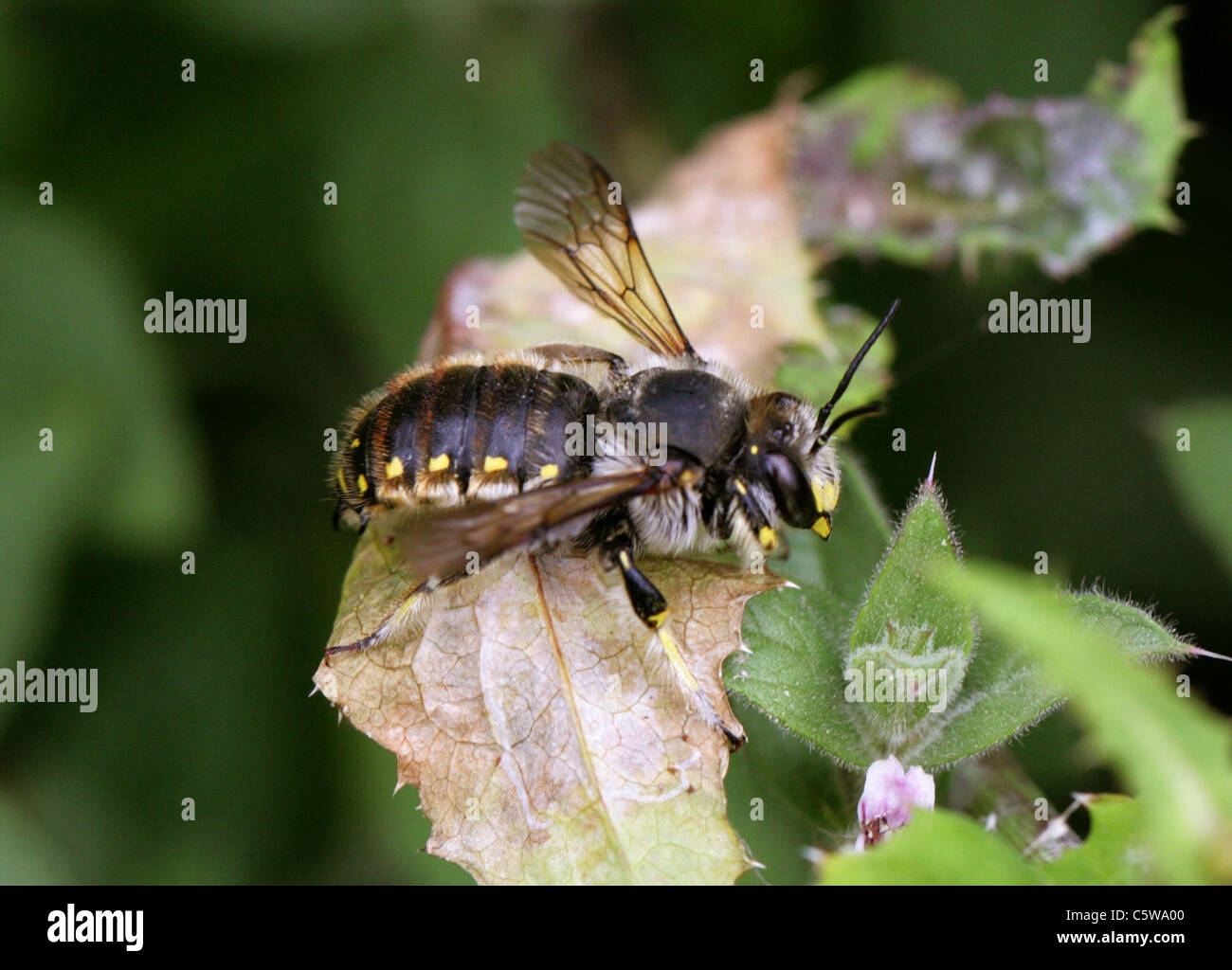 Wool Carder Bee, Anthidium manicatum, Megachilidae, Hymenoptera. Male. Stock Photo