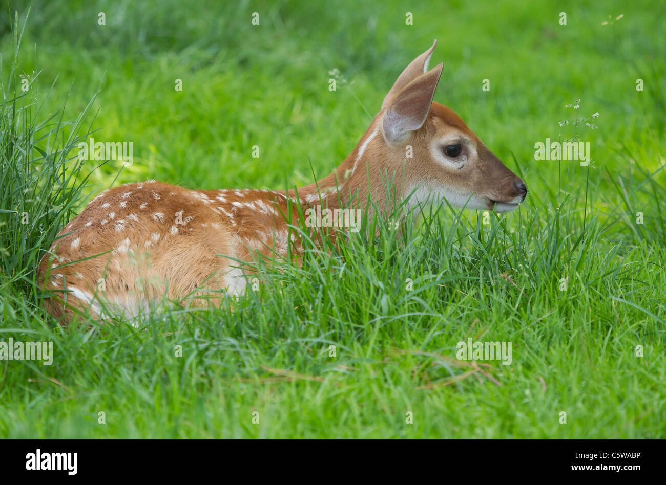 Spotted Whitetail Deer