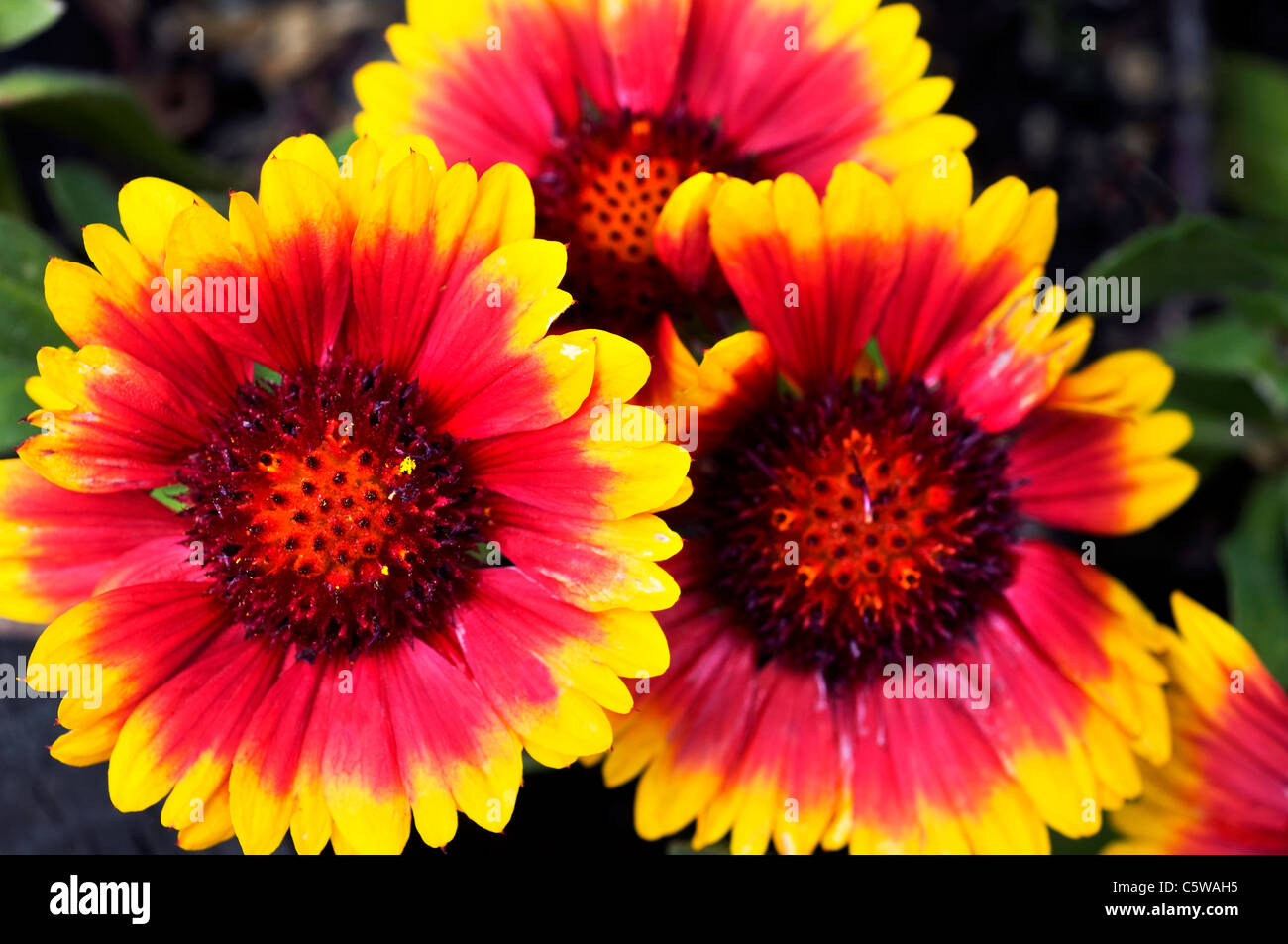 Firewheel wildflower shop