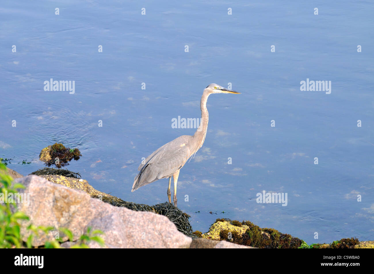 Beautiful great blue heron bird on the rocks on the banks of the Cape Cod  Canal in summer. USA Stock Photo - Alamy