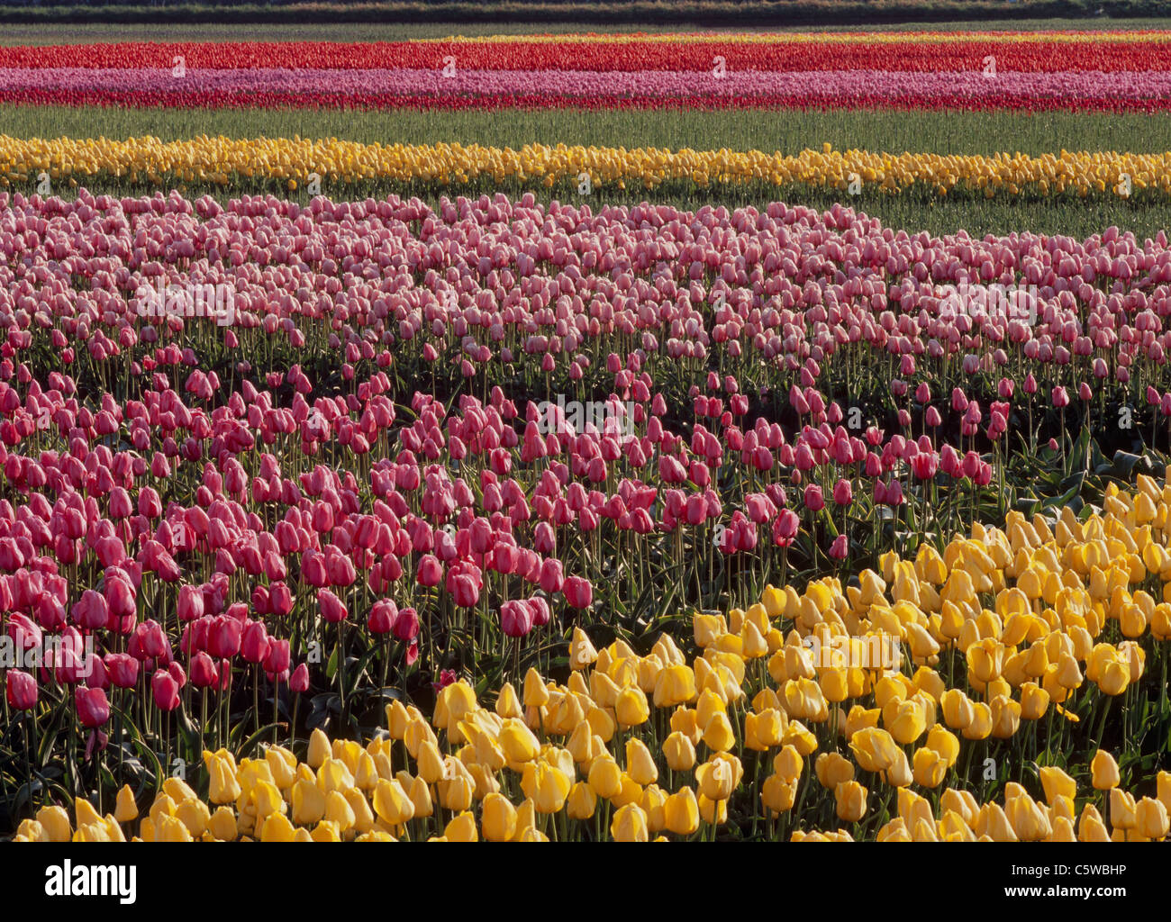 Flower Field of Tulip, Gosen, Niigata, Japan Stock Photo