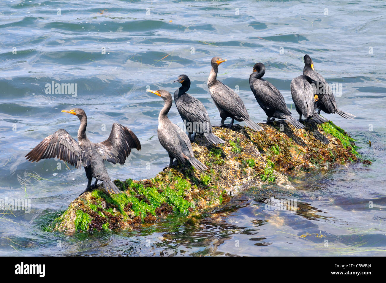 Flock of Double-crested cormorant birds with wings open drying feathers while perched on rock on Cape Cod Canal USA Stock Photo