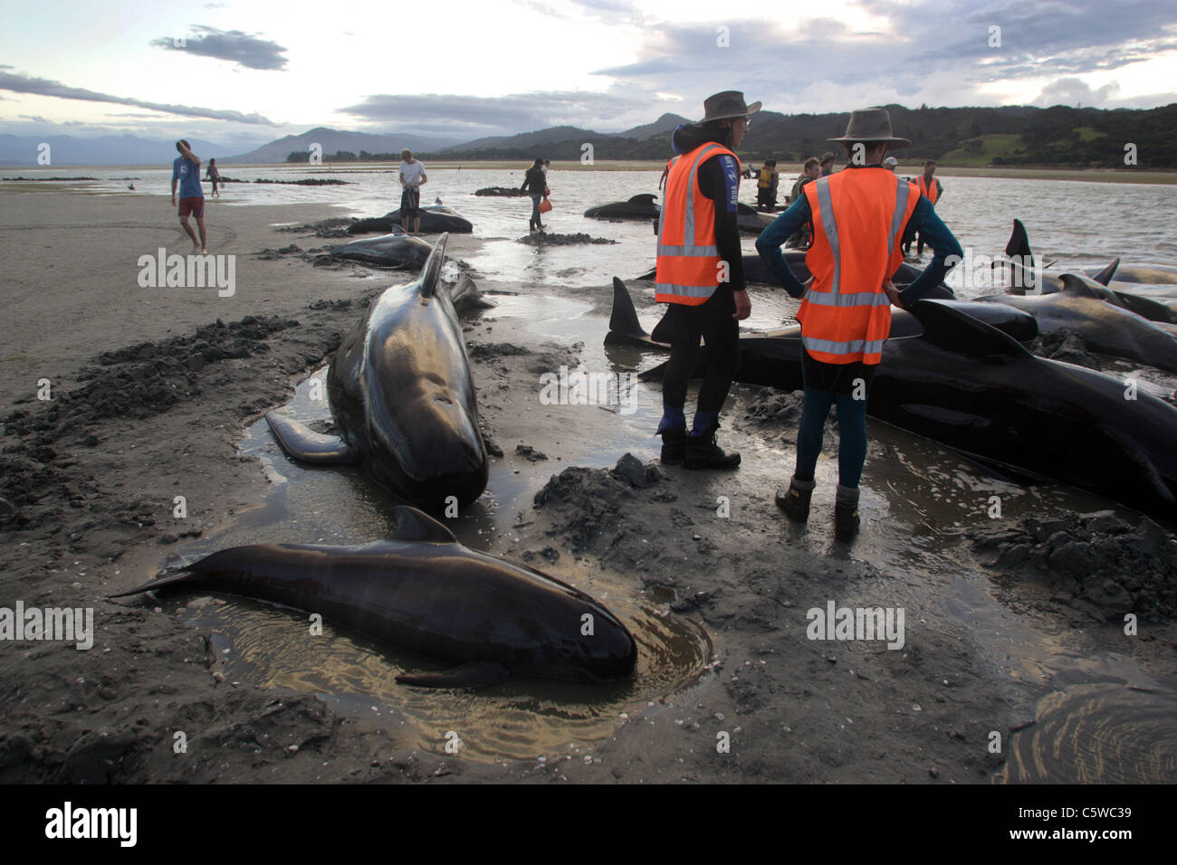 Stranding Of A Pod Of Pilot Whales At Puponga Point Golden Bay Nelson stranding-of-a-pod-of-pilot-whales-at-puponga-point-golden-bay-nelson