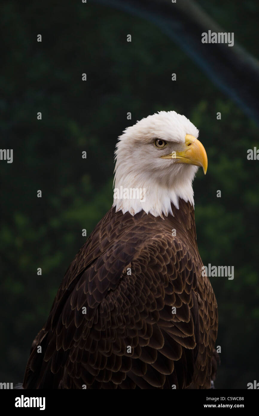 Houston zoo hires stock photography and images Alamy