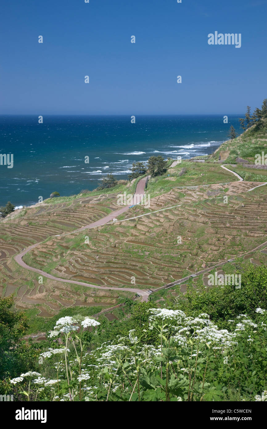 Rice Paddies at Noto Peninsula, Wajima, Ishikawa, Japan Stock Photo