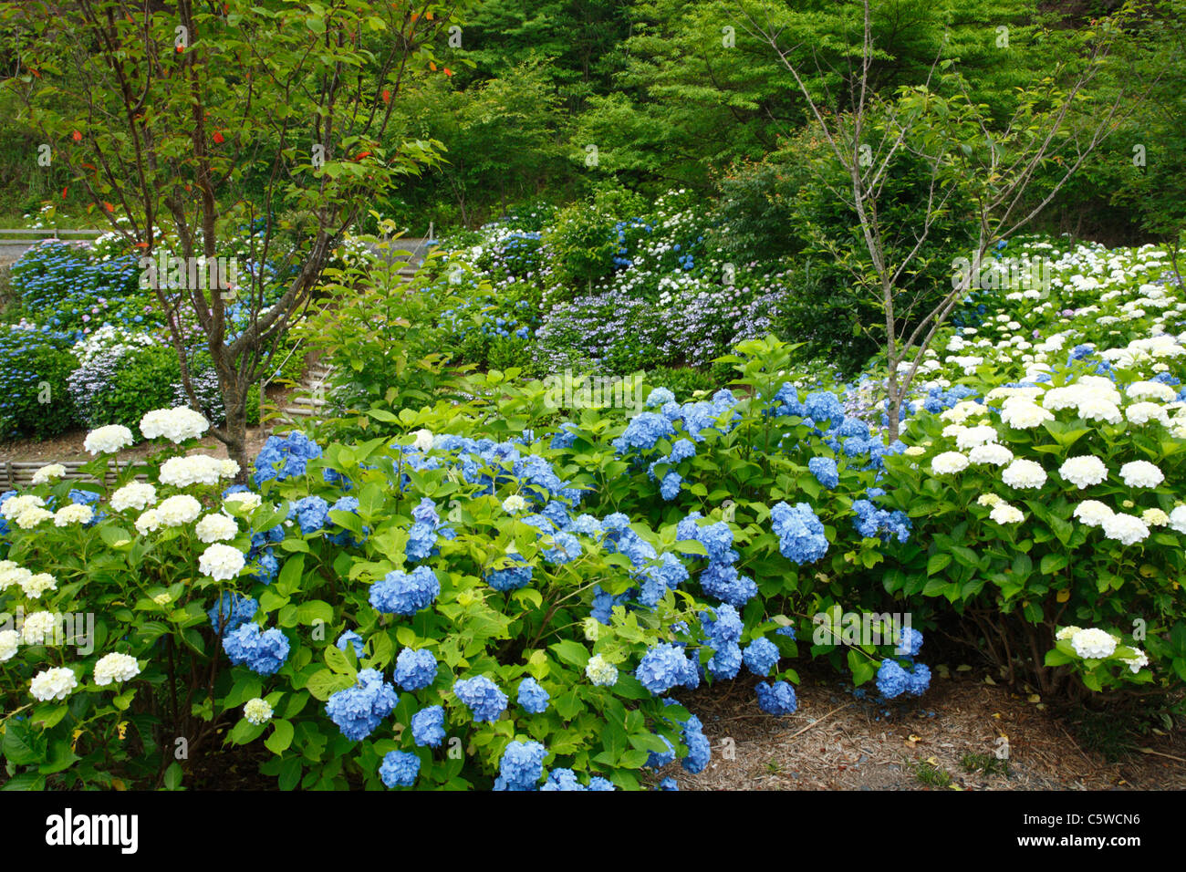 Hydrangea japan forest hires stock photography and images Alamy