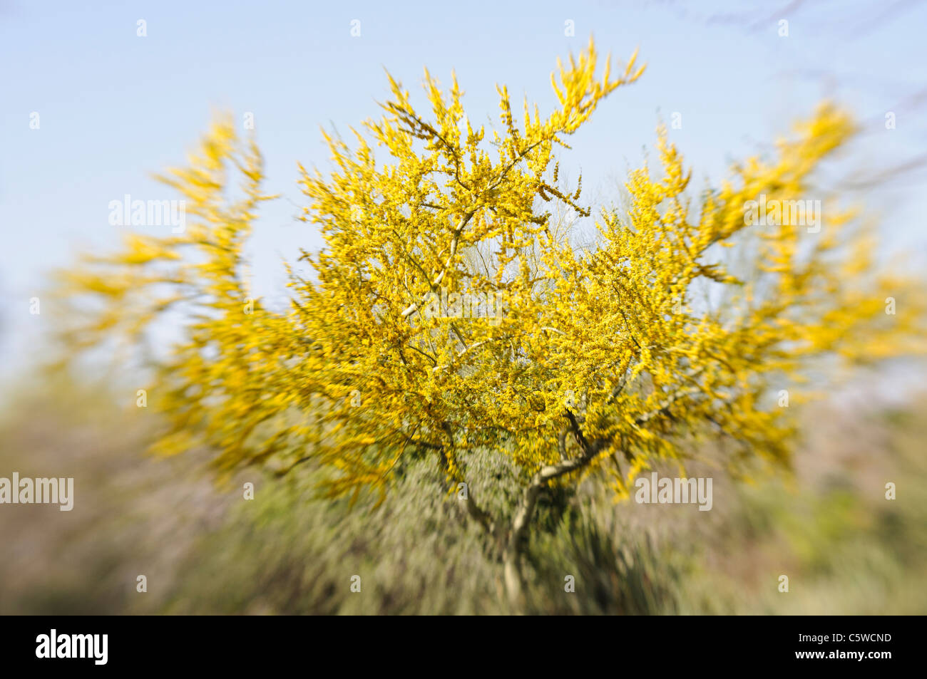 Palo verde tree in bloom Stock Photo Alamy