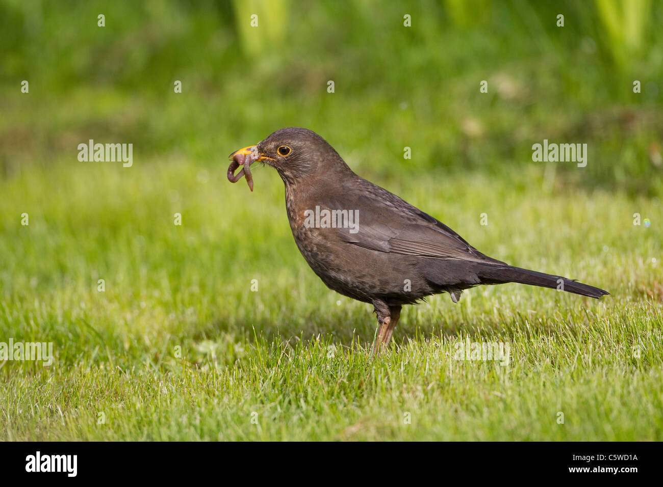 Collecting worms food lawn hi-res stock photography and images - Alamy