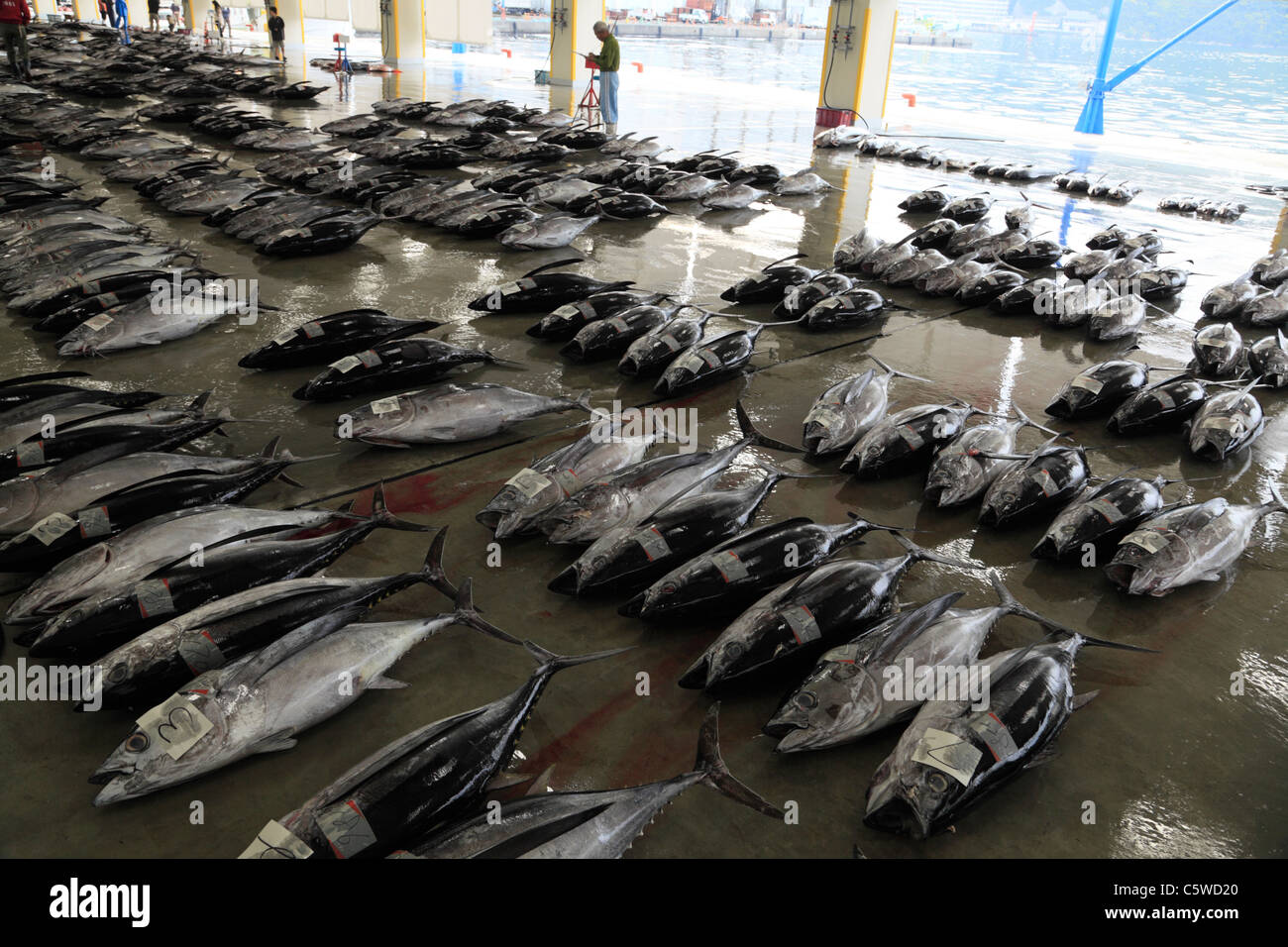Tuna Market of Katsuura Port, Nachikatsuura, Higashimuro, Wakayama