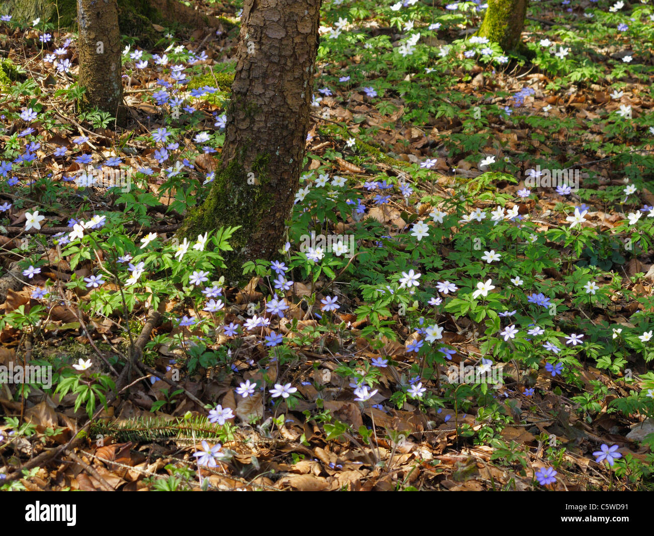 Germany, Bavaria, Upper Bavaria, Liverwort and wood anemone on forest ground Stock Photo
